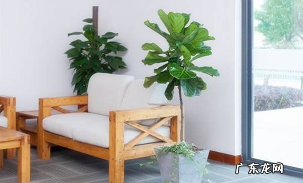 过年这八种植物养在家里 龙树能放家里客厅养对风水好吗