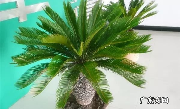 过年这八种植物养在家里 龙树能放家里客厅养对风水好吗