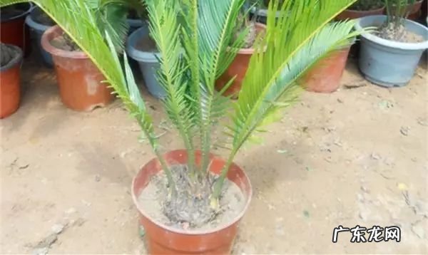 过年这八种植物养在家里 龙树能放家里客厅养对风水好吗