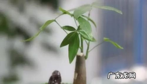 过年这八种植物养在家里 龙树能放家里客厅养对风水好吗