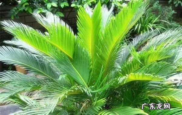 过年这八种植物养在家里 龙树能放家里客厅养对风水好吗