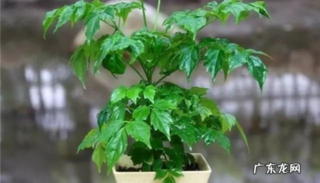 过年这八种植物养在家里 龙树能放家里客厅养对风水好吗