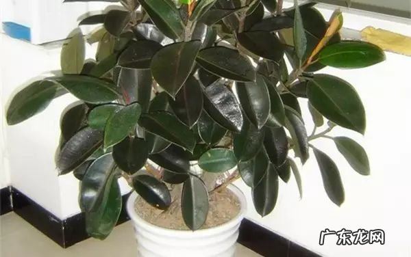 过年这八种植物养在家里 龙树能放家里客厅养对风水好吗