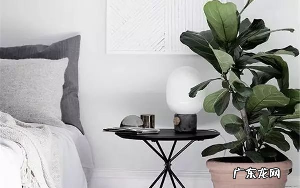 过年这八种植物养在家里 龙树能放家里客厅养对风水好吗