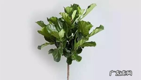 过年这八种植物养在家里 龙树能放家里客厅养对风水好吗