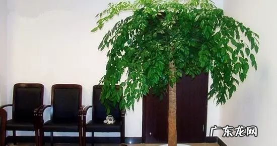 过年这八种植物养在家里 龙树能放家里客厅养对风水好吗