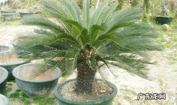 过年这八种植物养在家里 龙树能放家里客厅养对风水好吗