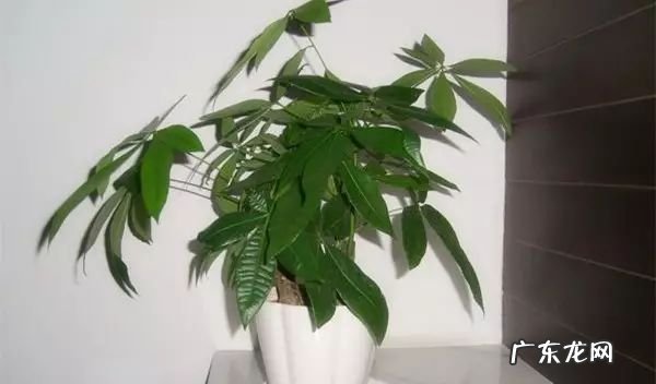 过年这八种植物养在家里 龙树能放家里客厅养对风水好吗