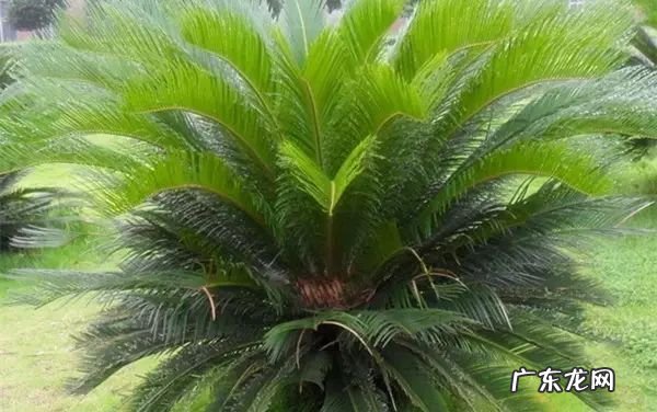 过年这八种植物养在家里 龙树能放家里客厅养对风水好吗