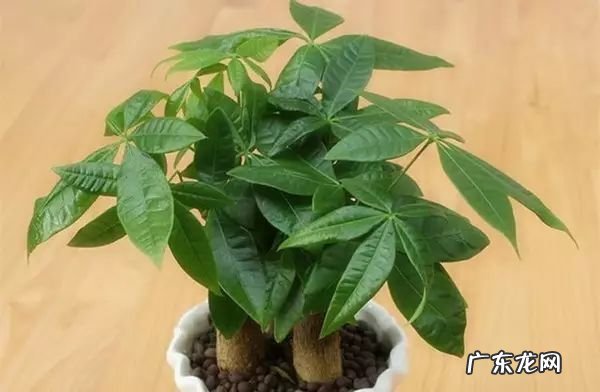 过年这八种植物养在家里 龙树能放家里客厅养对风水好吗