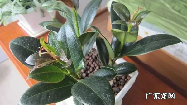 过年这八种植物养在家里 龙树能放家里客厅养对风水好吗