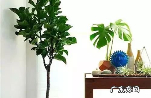 过年这八种植物养在家里 龙树能放家里客厅养对风水好吗