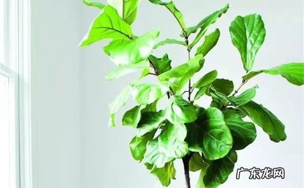 过年这八种植物养在家里 龙树能放家里客厅养对风水好吗