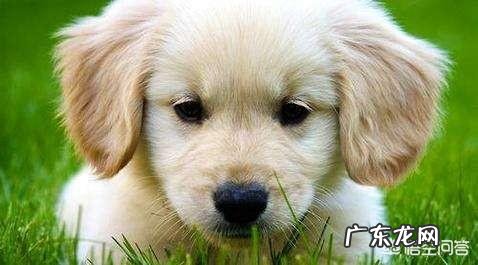 为什么很多人喜欢金毛犬?