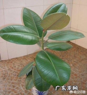 橡皮树如何修剪？