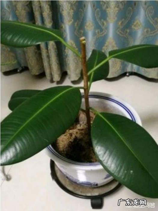 橡皮树如何修剪？