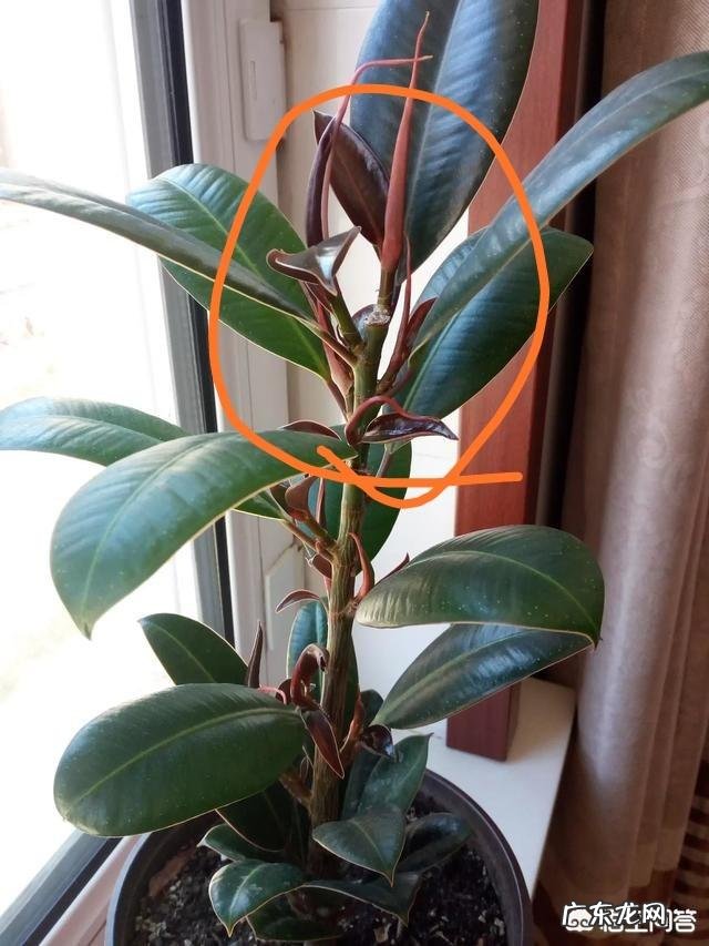 橡皮树如何修剪？