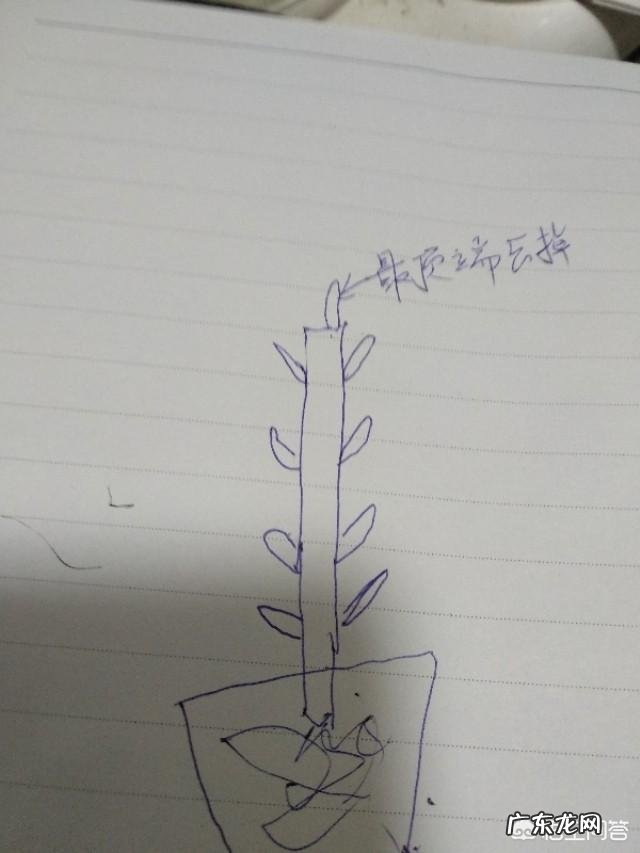 橡皮树如何修剪？