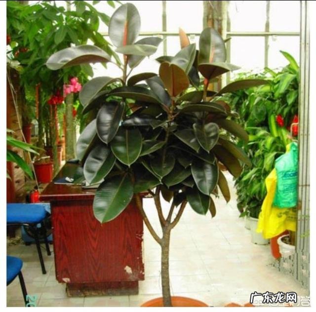 橡皮树如何修剪?