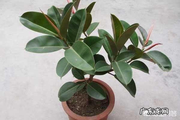 橡皮树如何修剪？