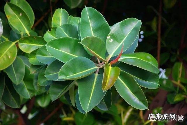 橡皮树如何修剪？