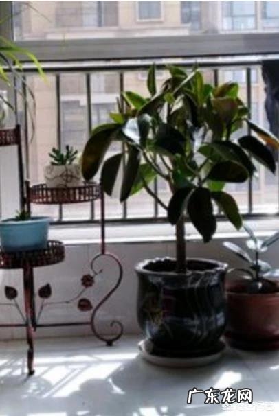 橡皮树如何修剪？