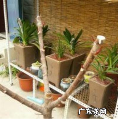 橡皮树如何修剪？