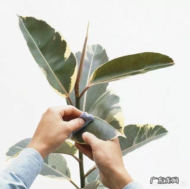 橡皮树如何修剪？