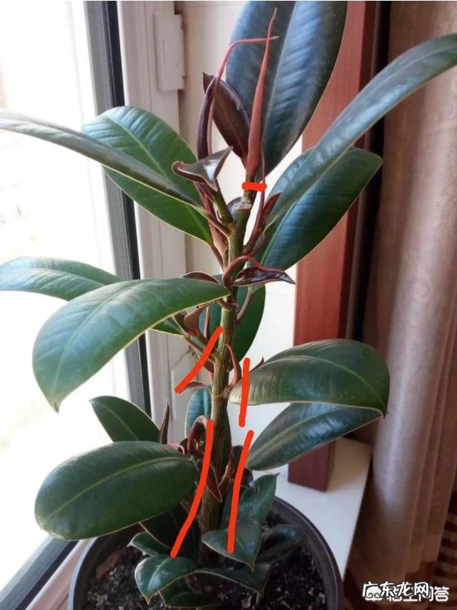 橡皮树如何修剪？