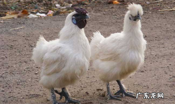 乌鸡种最好吃的做法简单美味又馋人看看你喜欢吃哪种 乌鸡的做法大全