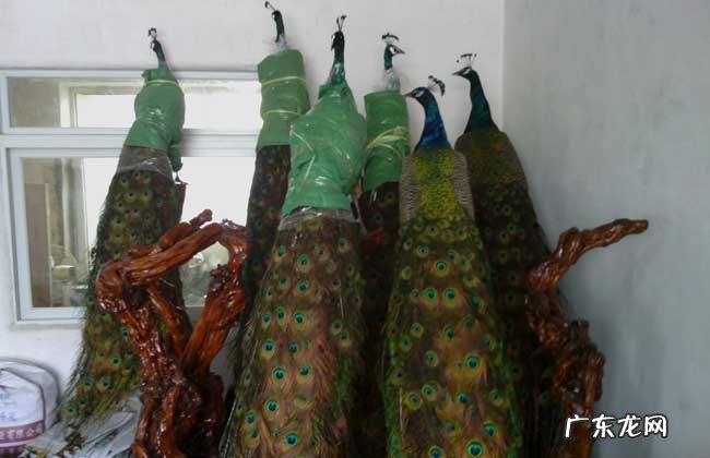 孔雀标本多少钱一个 家里客厅摆放孔雀标本风水好不好