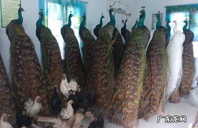 孔雀标本多少钱一个 家里客厅摆放孔雀标本风水好不好