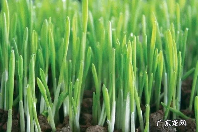 秋冬时节蒲公英跟什么搭配泡水喝更健康?