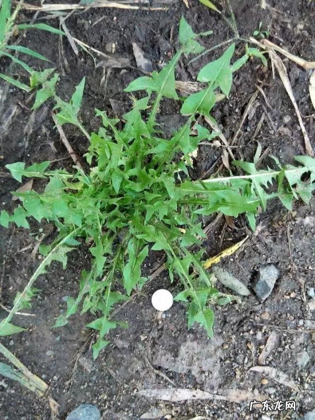 秋冬时节蒲公英跟什么搭配泡水喝更健康?