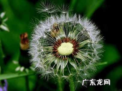 秋冬时节蒲公英跟什么搭配泡水喝更健康?