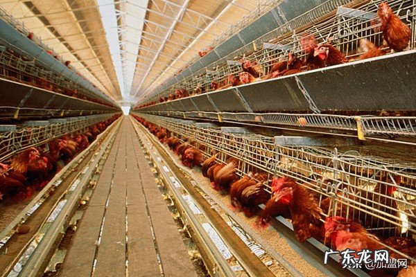 适合家庭型小作坊 农村家庭小作坊大全