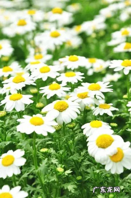 春夏秋冬养生茶大全 春季养生茶有哪些