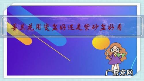 墨兰用大盆还是小盆好 墨兰花用瓷盆好还是紫砂盆好看?