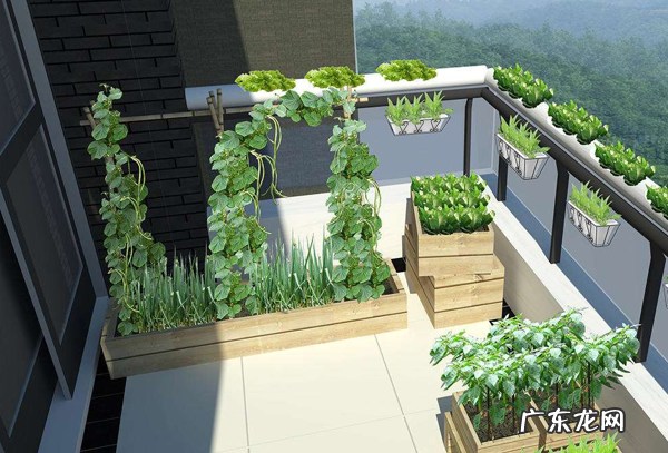 喜欢阳台种菜 家里阳台种韭菜风水