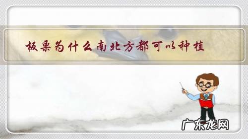 板栗不适合在哪个地区种植 板栗为什么南北方都可以种植?