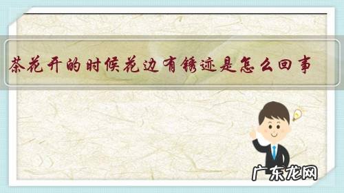 茶花开的时候花边有锈迹是怎么回事?