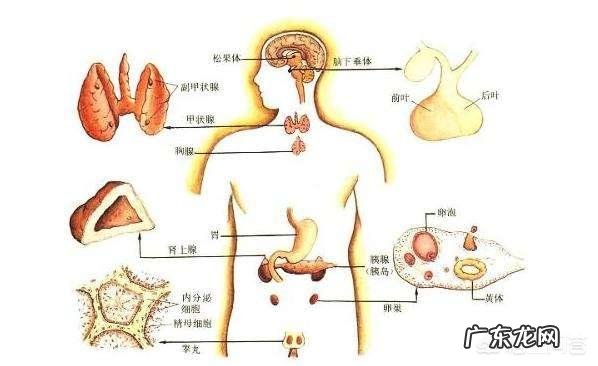 男性荷尔蒙分泌越多越好吗?你怎么看?