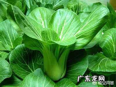 吃什么蔬菜对感冒有帮助?