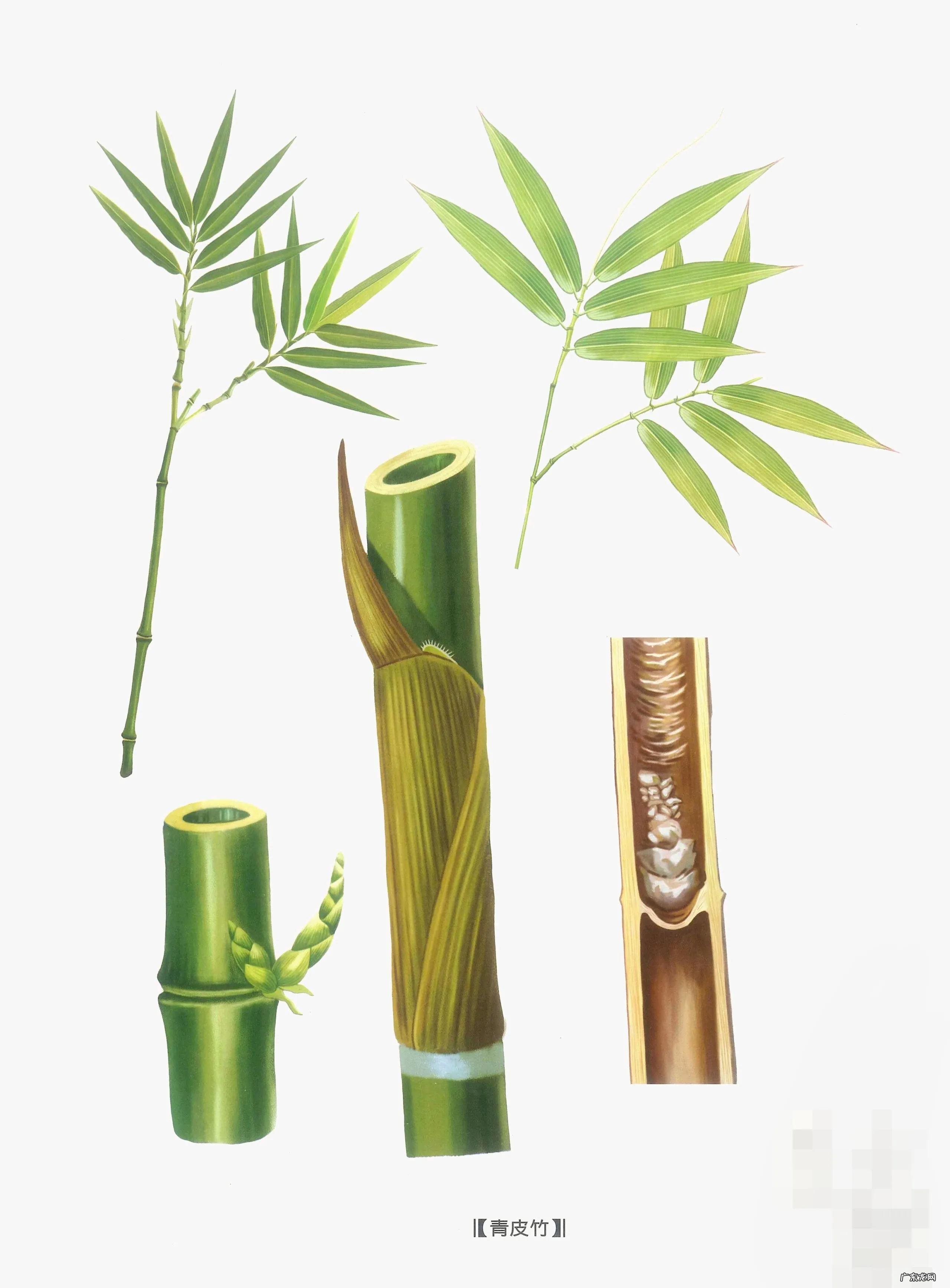 中药古今研究天竺黄 天竺黄的功效与作用的功效和作用是什么