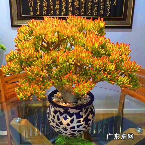 9种“旺宅花” 家里客厅养什么花好吸风水旺财