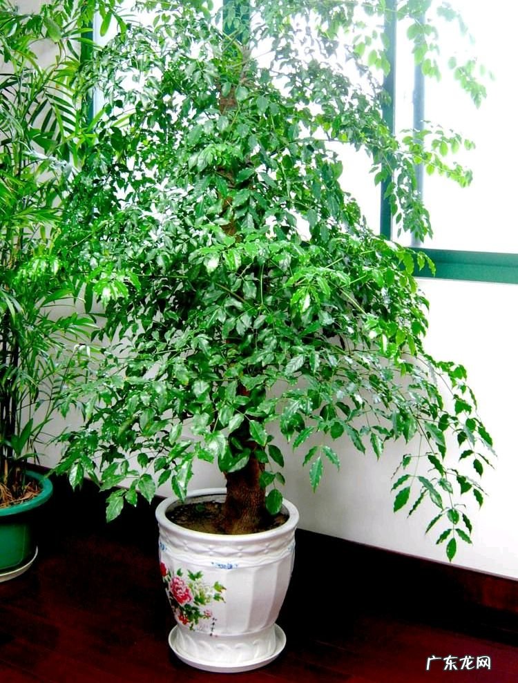 9种“旺宅花” 家里客厅养什么花好吸风水旺财