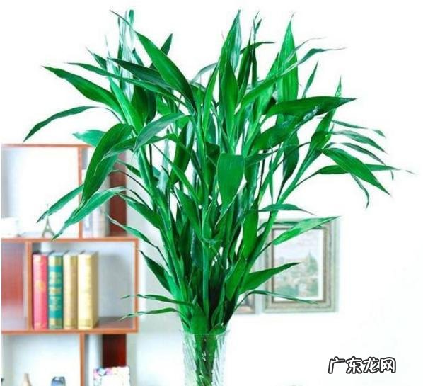 9种“旺宅花” 家里客厅养什么花好吸风水旺财