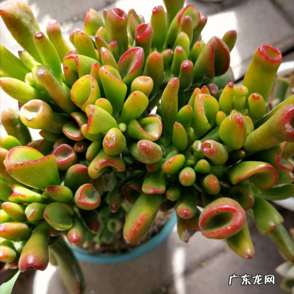 9种“旺宅花” 家里客厅养什么花好吸风水旺财