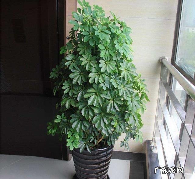 9种“旺宅花” 家里客厅养什么花好吸风水旺财