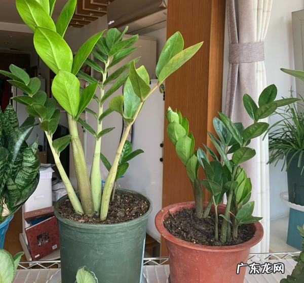 9种“旺宅花” 家里客厅养什么花好吸风水旺财